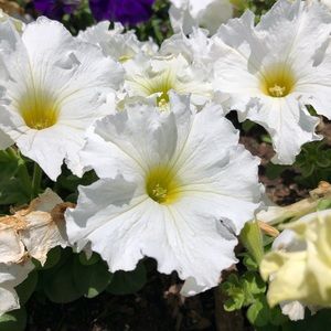 Meet your Posher, Jess